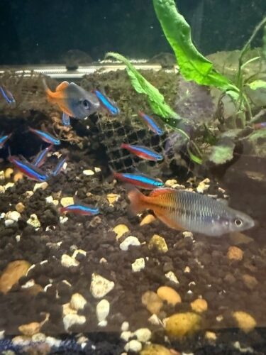 Boesemani Rainbow Fish 4 pack photo review