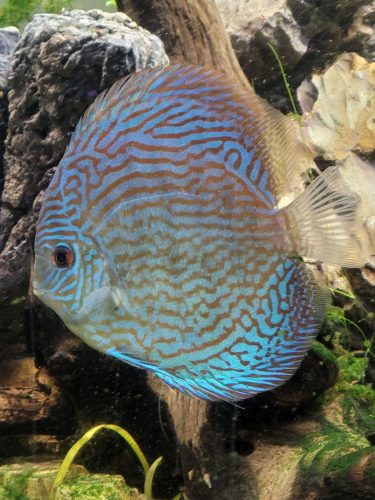 German Red Turquoise Discus, Blue Base photo review