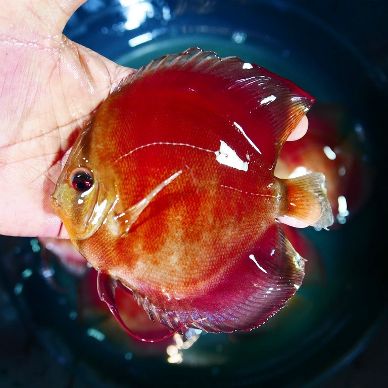 Classic San Merah Discus - Image 4