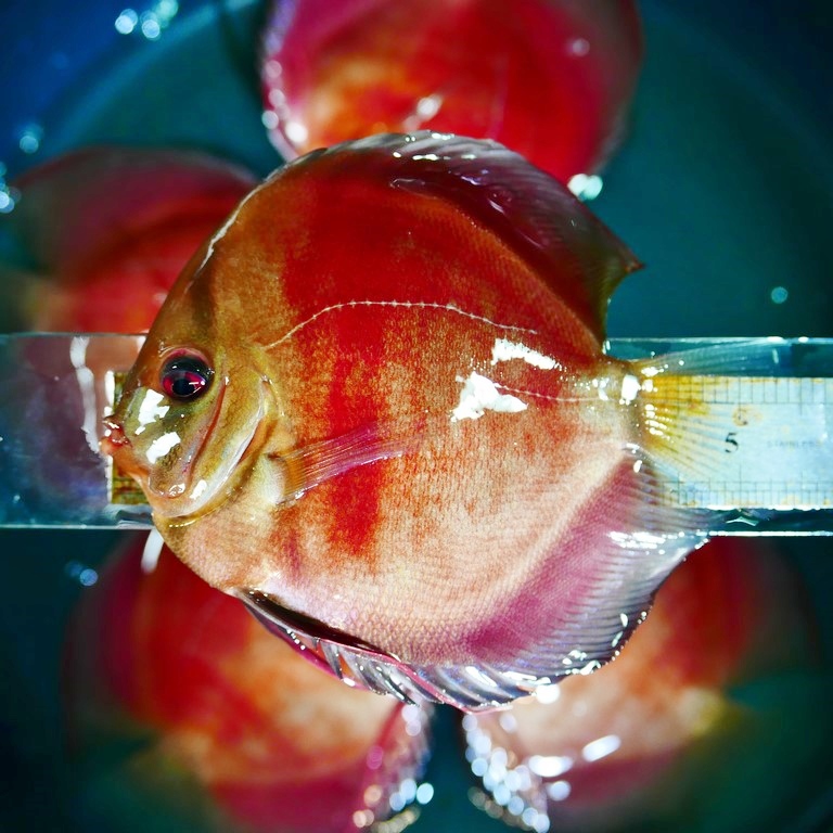 Classic San Merah Discus - Image 5