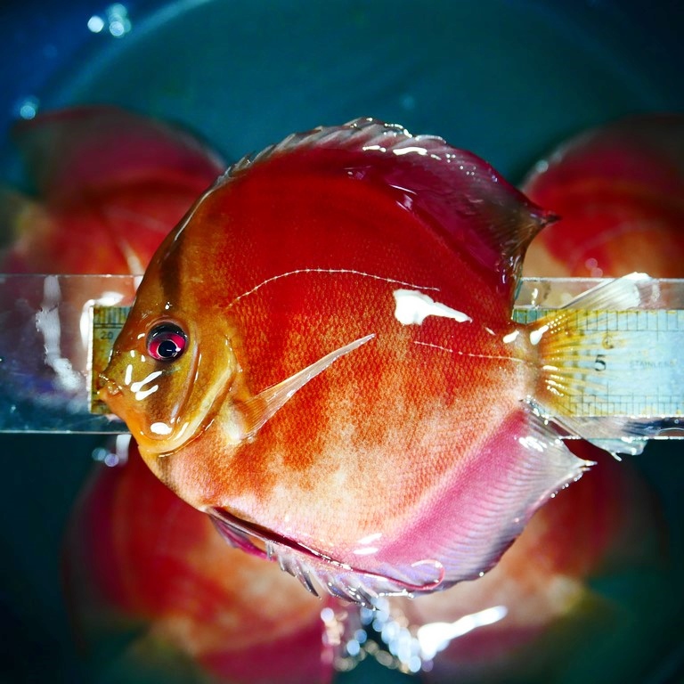 Classic San Merah Discus - Image 6