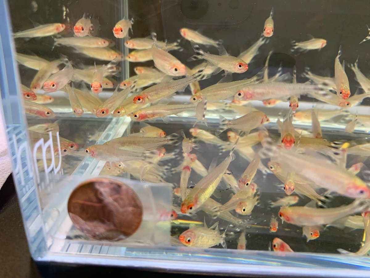 Rummynose Tetra 10 pack - Image 2