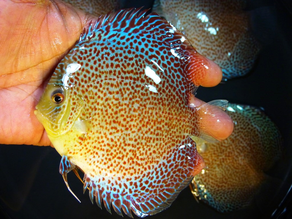 Penang Eruption Discus, Blue Base