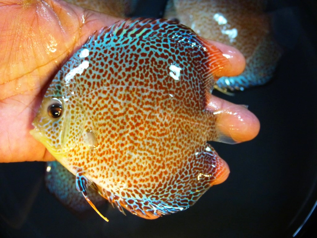 Penang Eruption Discus, Blue Base - Image 2