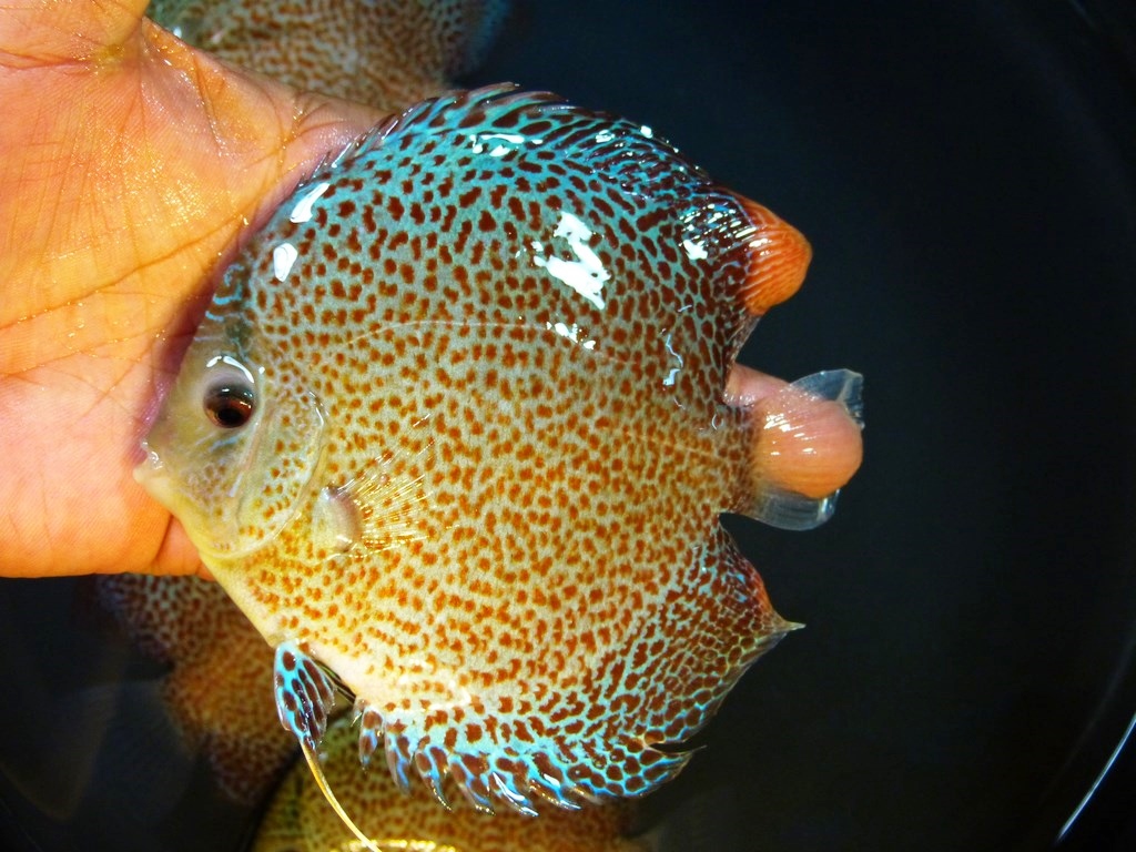 Penang Eruption Discus, Blue Base - Image 6