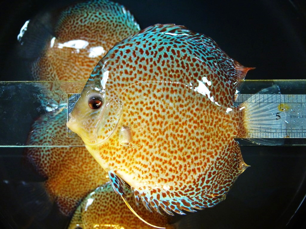 Penang Eruption Discus, Blue Base - Image 3