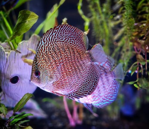 Super Eruption Discus, Blue Base photo review
