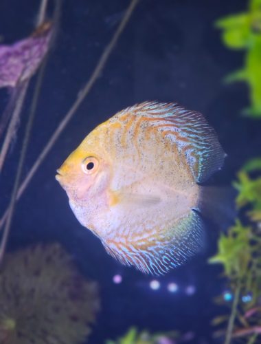 Golden Pearl Pigeon Snakeskin Discus photo review