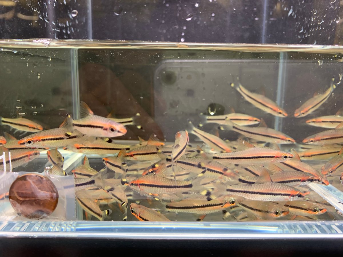 Roseline Shark Red Line Torpedo Barb 2 Pack Discus Com