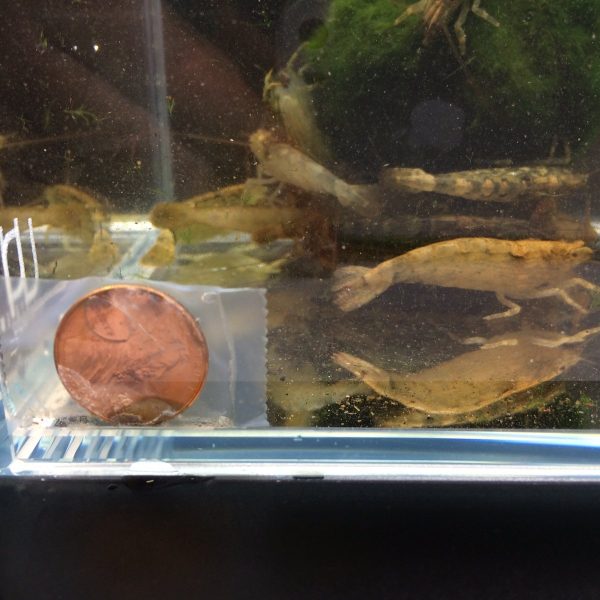 singapore bamboo shrimp 4 pack