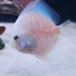 Yellow Leopard Discus photo review