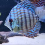 Turquoise Alenquer Cross Discus, Green Base photo review