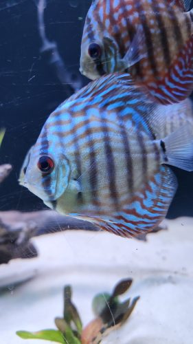 Turquoise Alenquer Cross Discus, Green Base photo review