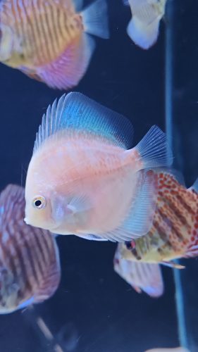 Yellow Leopard Discus photo review