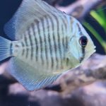 Green Snakeskin (14-Bar) Discus, Red Base photo review