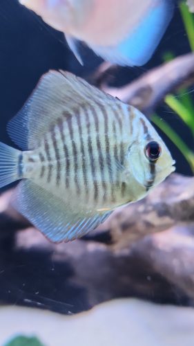 Green Snakeskin (14-Bar) Discus, Red Base photo review