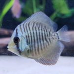 Green Snakeskin (14-Bar) Discus, Red Base photo review