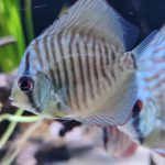 Green Snakeskin (14-Bar) Discus, Red Base photo review