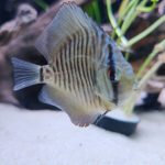 Green Snakeskin (14-Bar) Discus, Red Base photo review