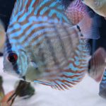 Turquoise Alenquer Cross Discus, Green Base photo review