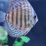 Turquoise Alenquer Cross Discus, Green Base photo review
