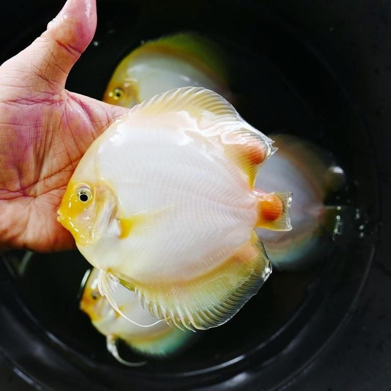 Yellow-Faced Snow White Discus - Image 3