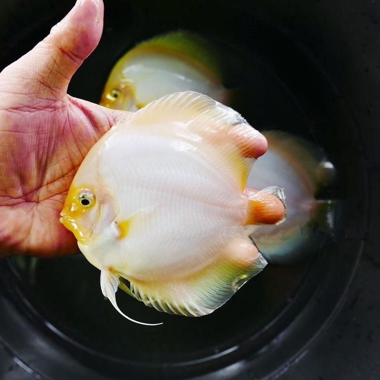 YellowFaced Snow White Discus