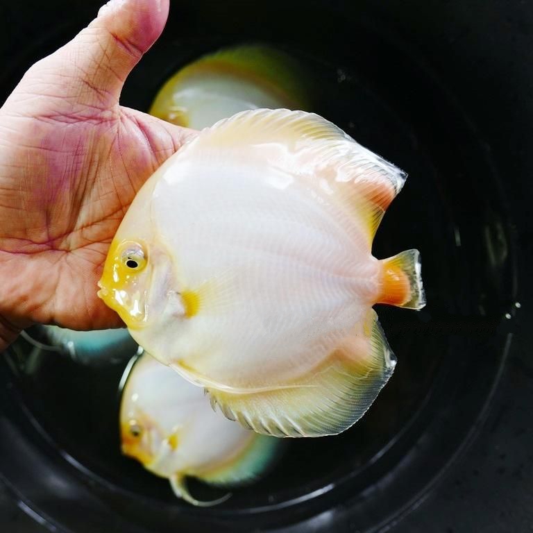 YellowFaced Snow White Discus