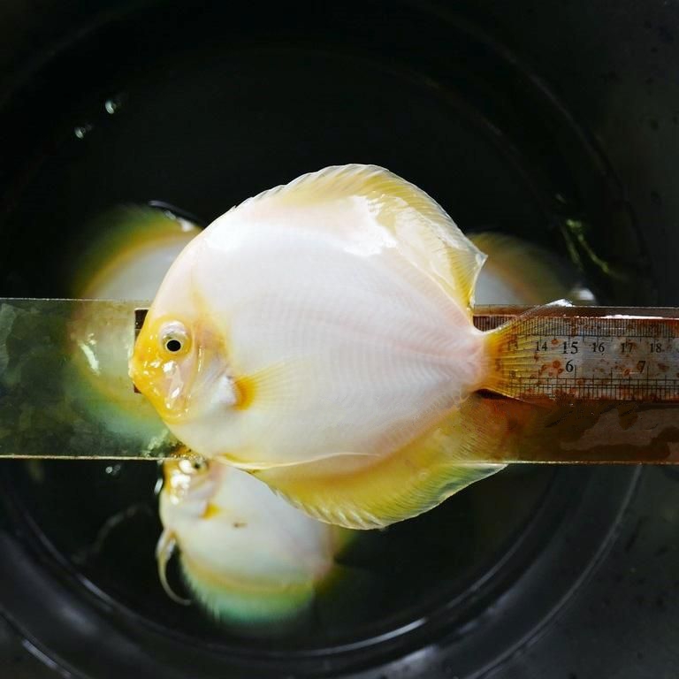 YellowFaced Snow White Discus