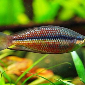 Rainbow Fish