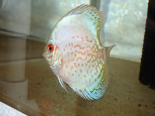 High Bodied White Butterfly Discus | Discus.com