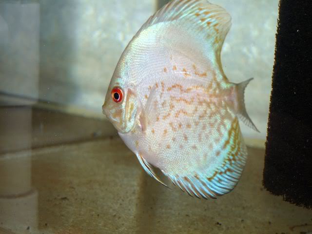 High Bodied White Butterfly Discus - Image 9