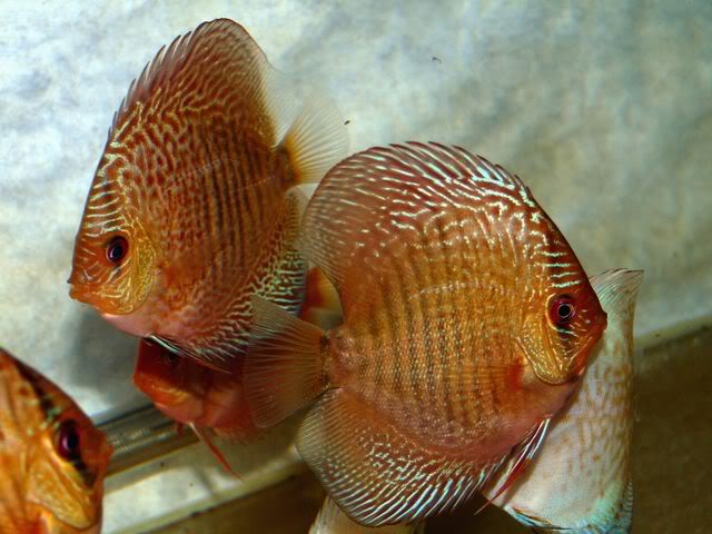 High Bodied Red Snakeskin Discus - Image 3