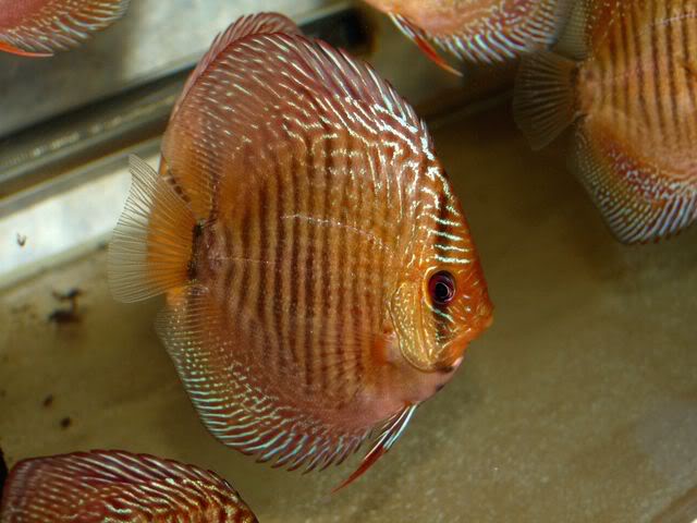 High Bodied Red Snakeskin Discus