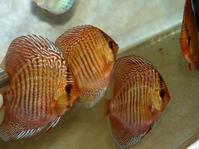 High Bodied Red Snakeskin Discus - Image 8
