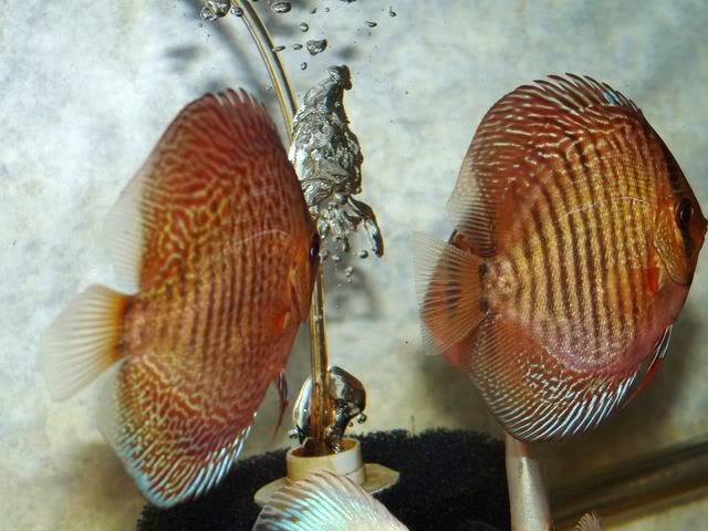High Bodied Red Snakeskin Discus - Image 7