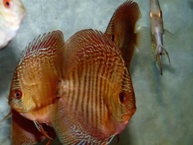 High Bodied Red Snakeskin Discus - Image 4
