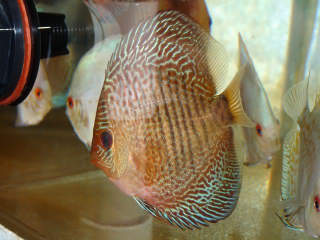 High Bodied Red Snakeskin Discus - Image 2