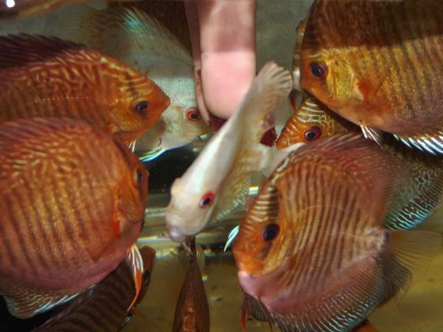 High Bodied Red Snakeskin Discus - Image 6