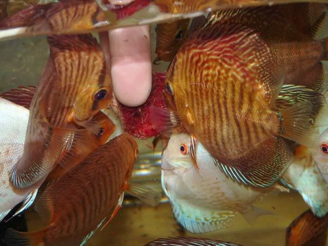High Bodied Red Snakeskin Discus - Image 5