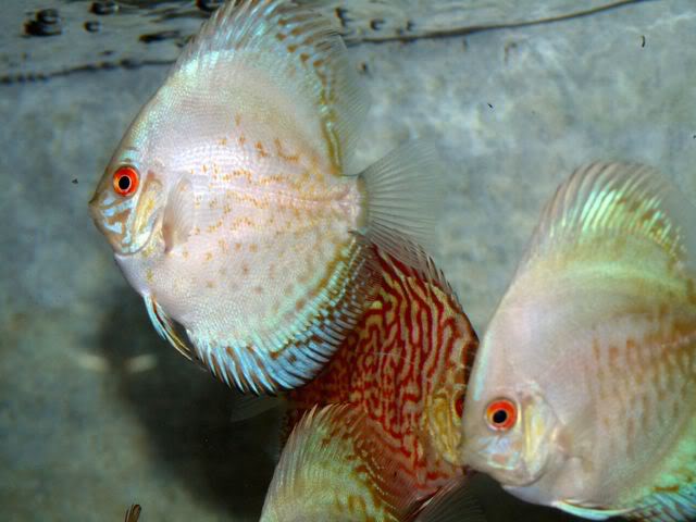 High Bodied White Butterfly Discus | Discus.com