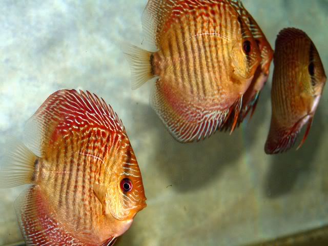 High Bodied Red Snakeskin Discus - Image 10