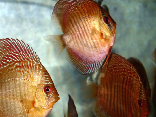 High Bodied Red Snakeskin Discus - Image 12