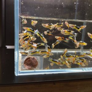 Japanese Lyretail Guppy Male 10 Pack Discus Com Guppy japan blue lyretail by jerome picard on 500px. japanese lyretail guppy male 10 pack