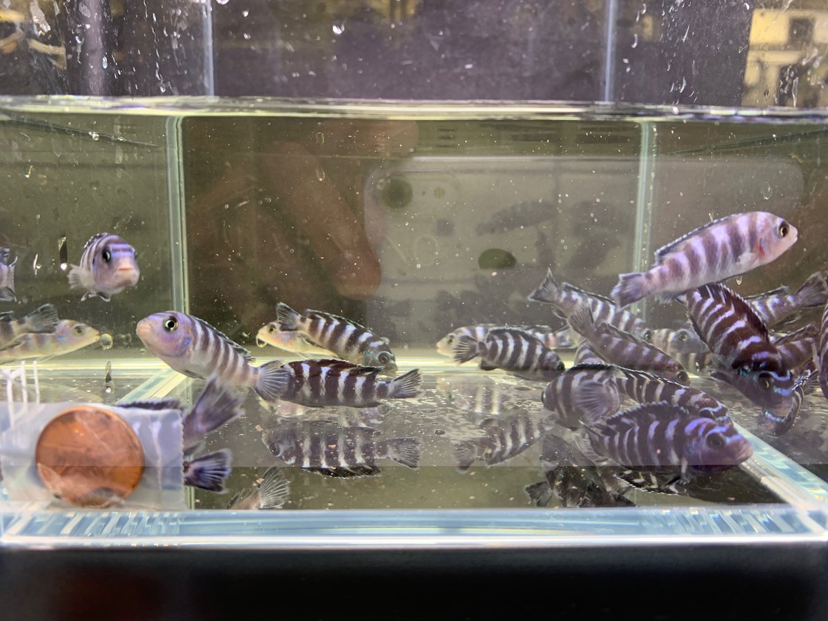 demasoni cichlid 5 pack discus com