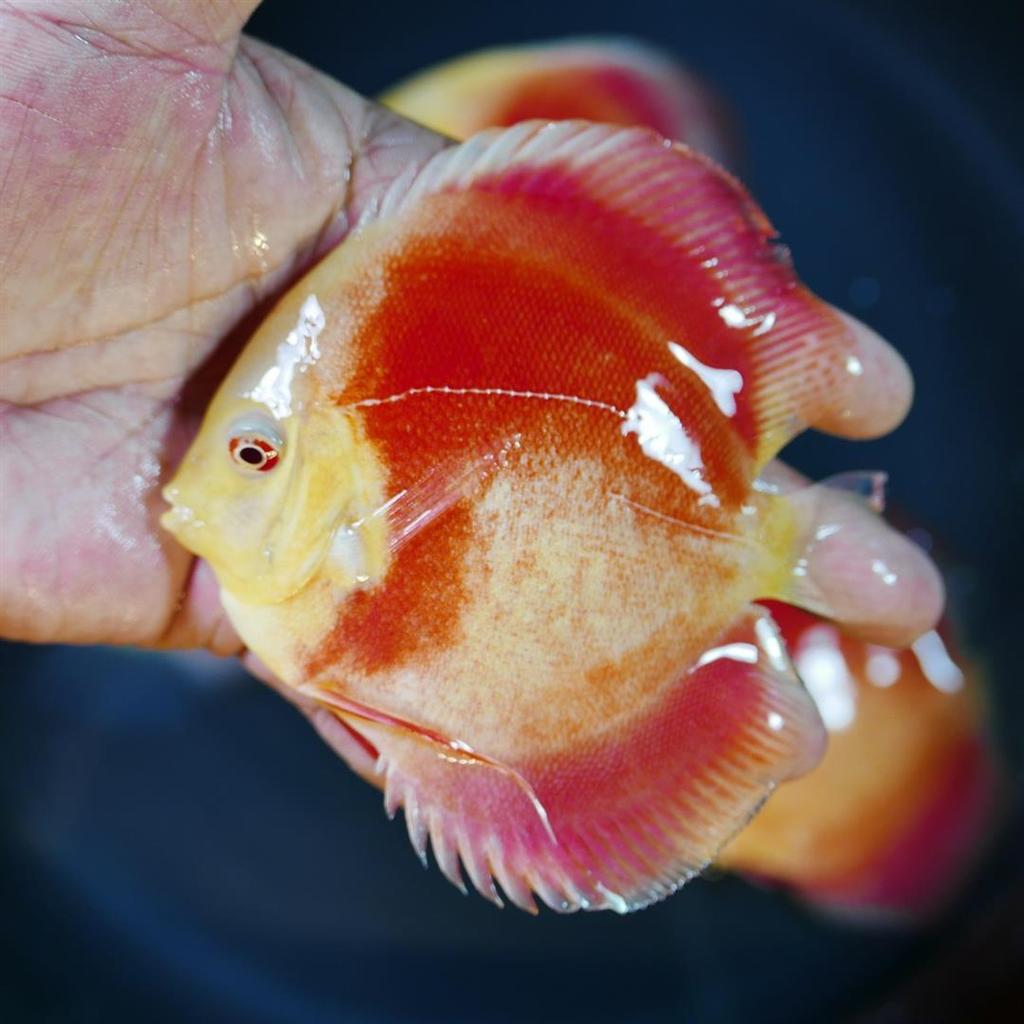 Albino Red Cover Discus