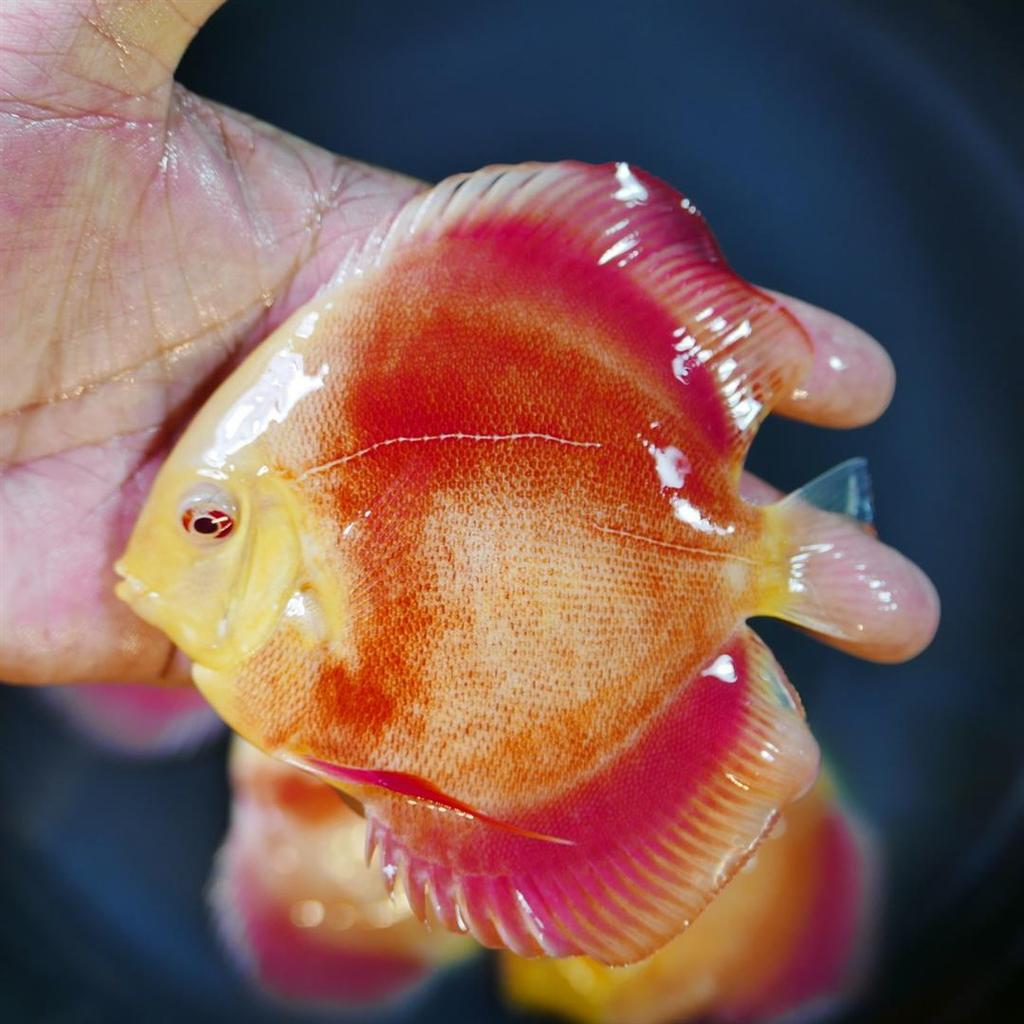 Albino Red Cover Discus - Image 3