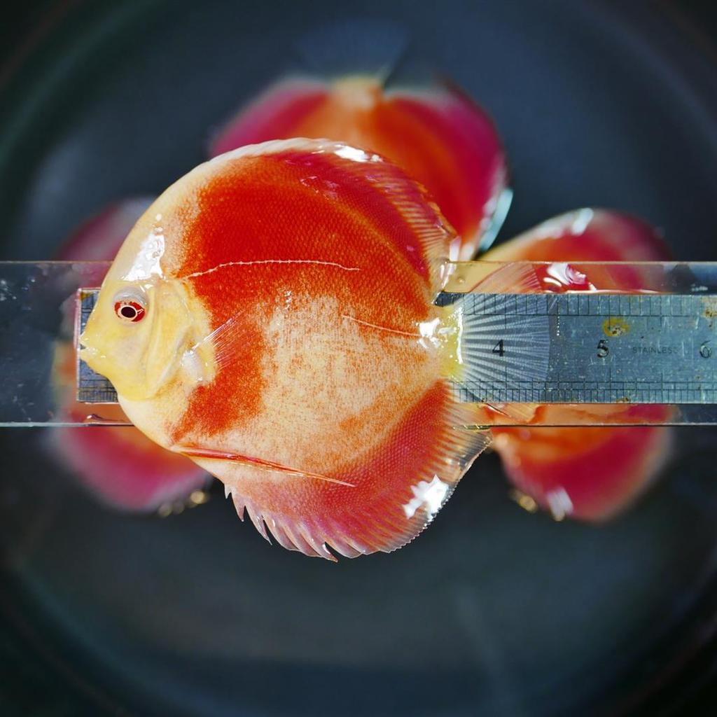 Albino Red Cover Discus