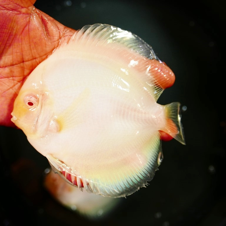 Albino Snow White Discus