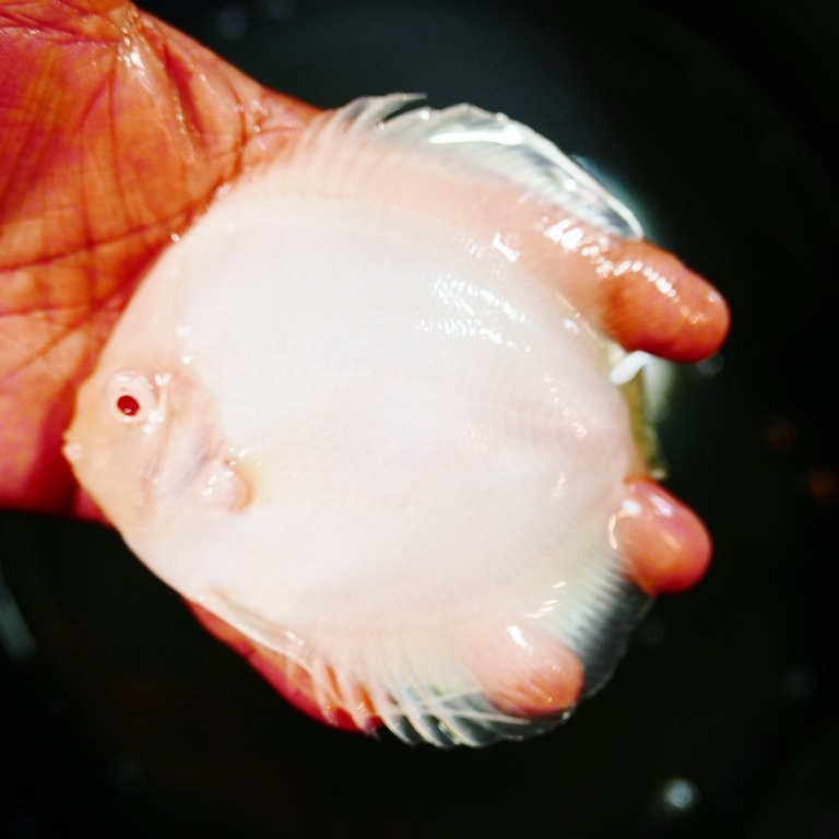 Albino Snow White Discus - Image 2